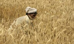 Punjab CM makes major announcement for farmers