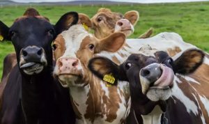 What to know about bird flu in dairy cows